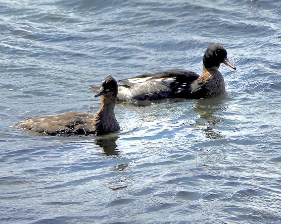 merganser